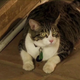 That’s the face of a cat desperate for help.